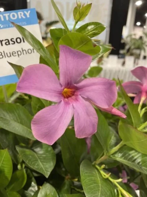 Mandevilla Bluephoria Live Plant - 4in Starter - Blue Flowers, Outdoor Vine - Image 2