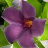 Mandevilla Bluephoria Live Plant - 4in Starter - Blue Flowers, Outdoor Vine - Image 1
