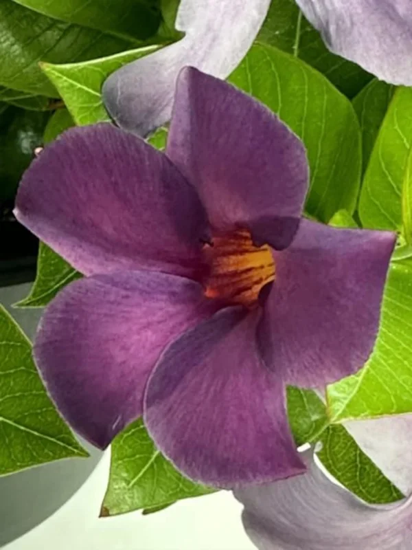 Mandevilla Bluephoria Live Plant - 4in Starter - Blue Flowers, Outdoor Vine - Image 1