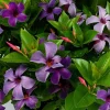 Mandevilla Bluephoria Live Plant – 6 inch Pot – Blue Flowers – Tropical Vine - Image 1
