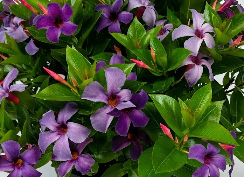 Mandevilla Bluephoria Live Plant – 6 inch Pot – Blue Flowers – Tropical Vine - Image 1