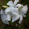 Mandevilla Live Plant - Tropical Flowering Vine, 4 inch Pot - Outdoor/Indoor - Image 1