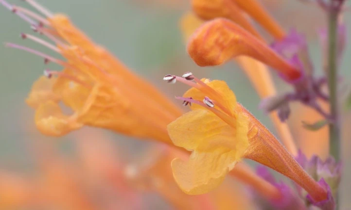 Mango Tango Butterfly Bush Live Plant - Fragrant Orange Blooms - Image 2