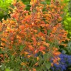 Mango Tango Butterfly Bush Live Plant - Fragrant Orange Blooms - Image 1