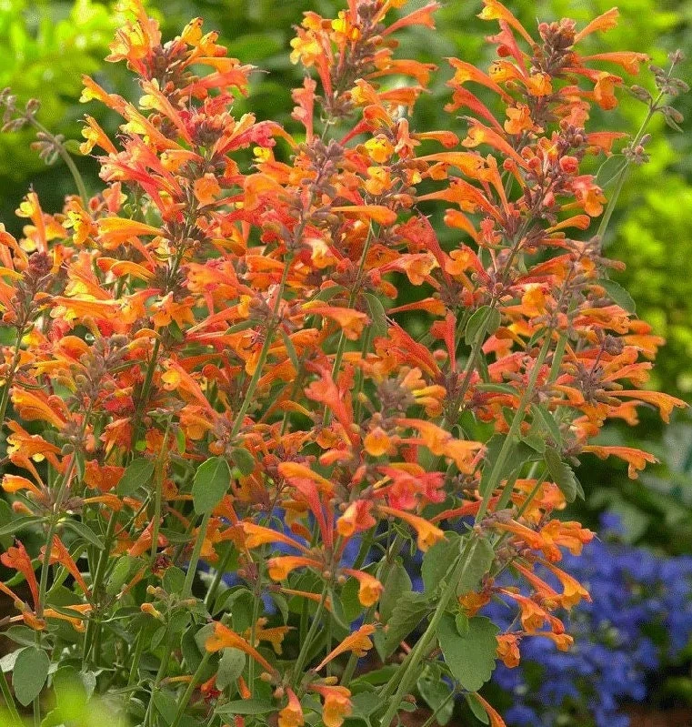 Mango Tango Butterfly Bush Live Plant - Fragrant Orange Blooms - Image 1