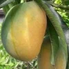 Manila Mango Live Plant - Ataulfo Honey Mango Tree - 10 inch Pot - Cannot ship to CA - Image 1