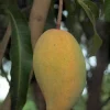 Manila Mango Live Plant – Grafted Ataulfo Honey Mango Tree – 1/2 Gallon Pot - Cannot ship to CA - Image 1