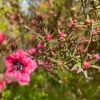 Manuka Tea Tree Live Plant - 4 inch Tall Starter - Culinary, Drought Tolerant - Image 1