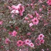 Manuka Tea Tree Live Plant - 4" Pot Starter, Drought Tolerant, Culinary - Image 1