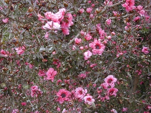 Manuka Tea Tree Live Plant - 4" Pot Starter, Drought Tolerant, Culinary - Image 1