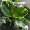Marble Peperomia Obtusifolia Live Plant – 7 Inches Tall – Indoor & Outdoor - Image 1