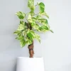 Marble Queen Pothos Live Plant – Epipremnum Aureum – 4 inch Pot – Indoor & Outdoor - Image 1