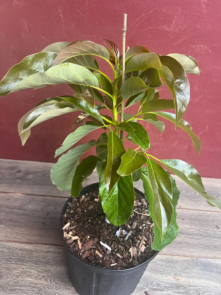 Marcus Pumpkin Avocado Tree – Live Plant – Cold Hardy Grafted – 3 Gallon Pot - Cannot ship to CA - Image 3