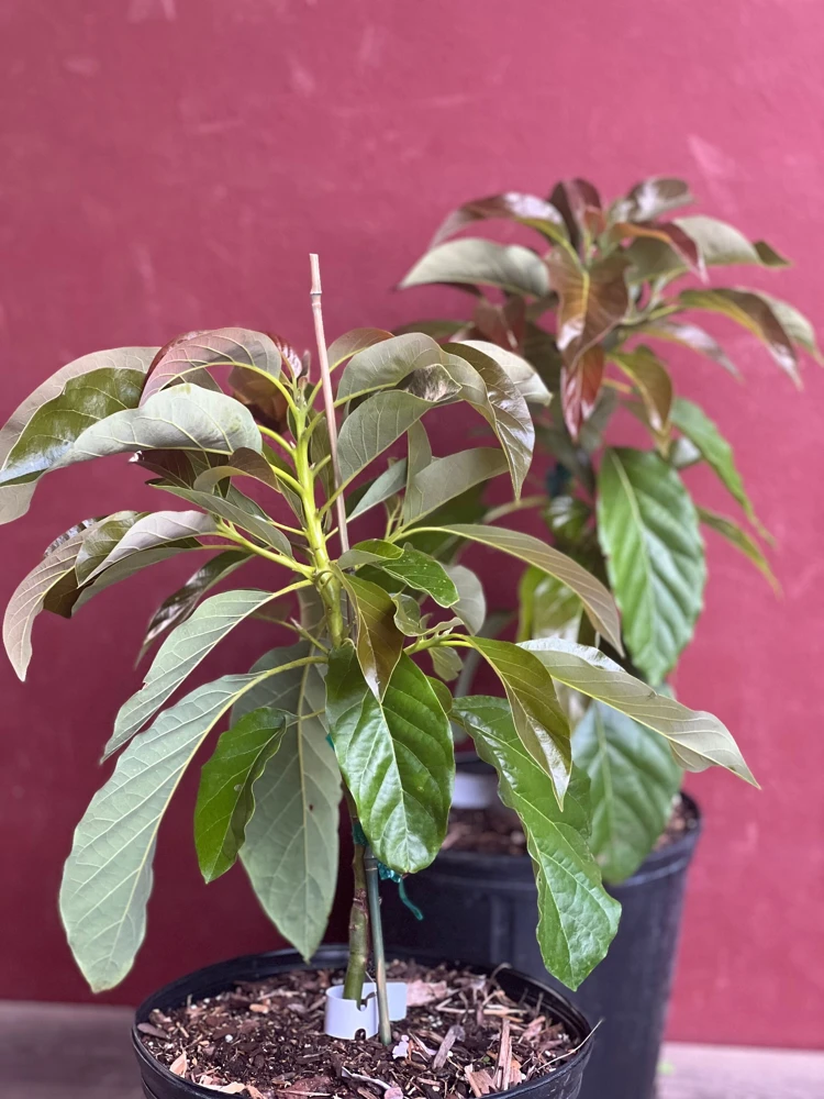Marcus Pumpkin Avocado Tree – Live Plant – Cold Hardy Grafted – 3 Gallon Pot - Cannot ship to CA - Image 4