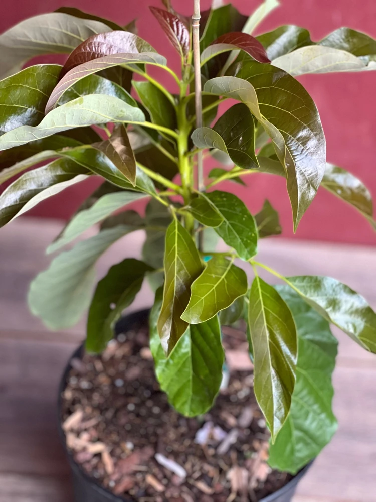 Marcus Pumpkin Avocado Tree – Live Plant – Cold Hardy Grafted – 3 Gallon Pot - Cannot ship to CA - Image 5