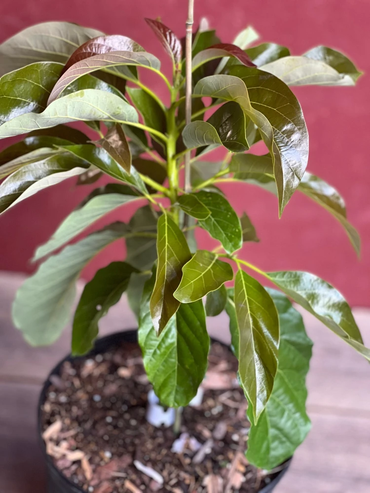 Marcus Pumpkin Avocado Tree – Live Plant – Cold Hardy Grafted – 3 Gallon Pot - Cannot ship to CA - Image 6