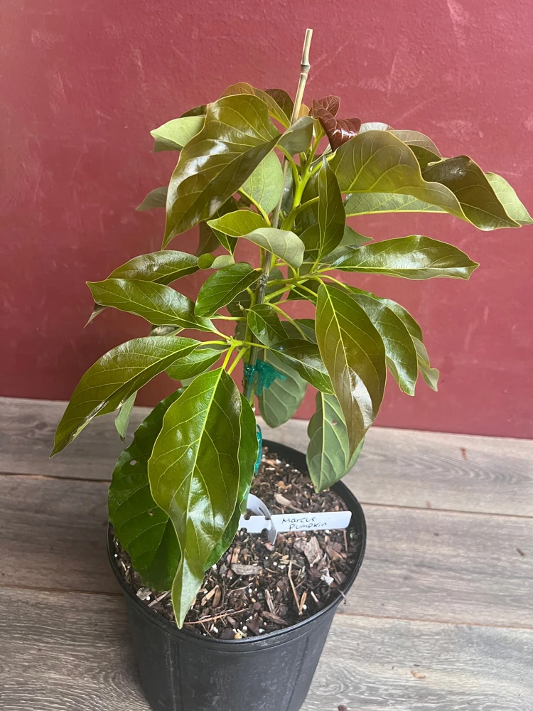 Marcus Pumpkin Avocado Tree – Live Plant – Cold Hardy Grafted – 3 Gallon Pot - Cannot ship to CA - Image 7