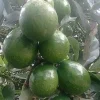 Marcus Pumpkin Avocado Tree – Live Plant – Cold Hardy Grafted – 3 Gallon Pot - Cannot ship to CA - Image 1
