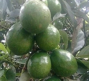 Marcus Pumpkin Avocado Tree – Live Plant – Cold Hardy Grafted – 3 Gallon Pot - Cannot ship to CA - Image 1