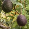 Maria Black Avocado Tree Live Plant, Grafted, 3 Gallon Pot, Fruit Tree - Cannot ship to CA - Image 1