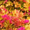 Marmalade Heuchera Live Plant - Coppery Orange Coral Bells Perennial - Image 1