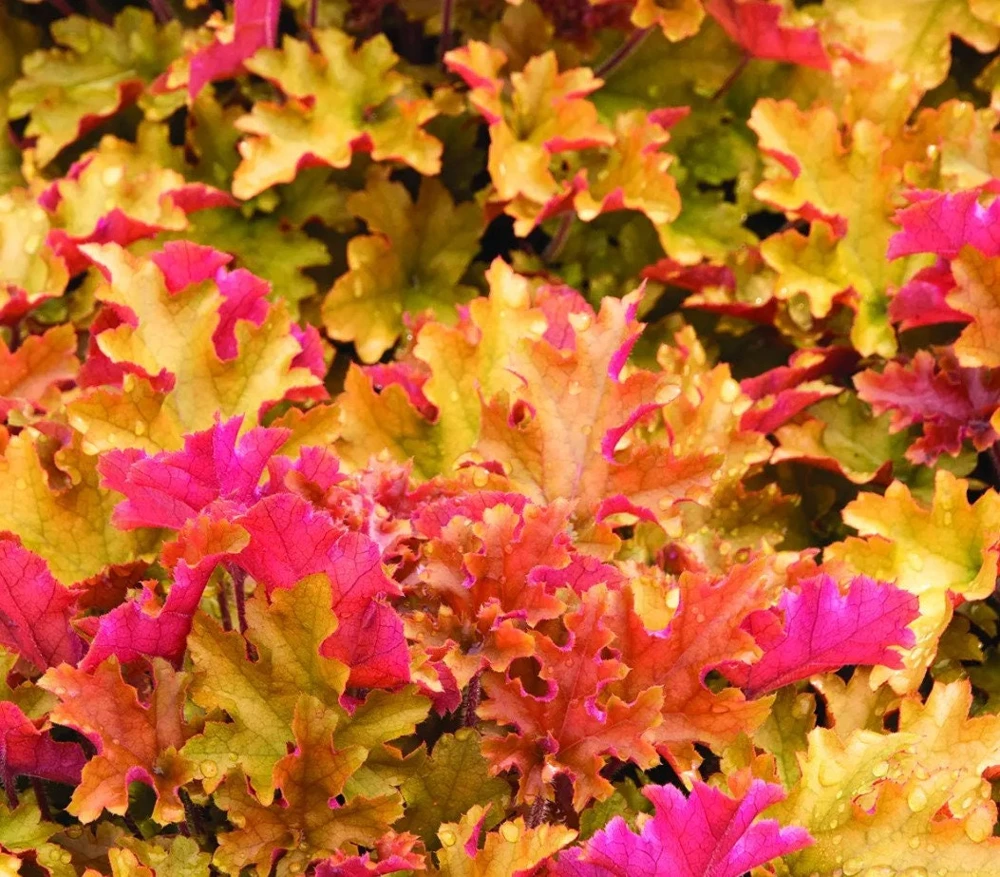 Marmalade Heuchera Live Plant - Coppery Orange Coral Bells Perennial - Image 1