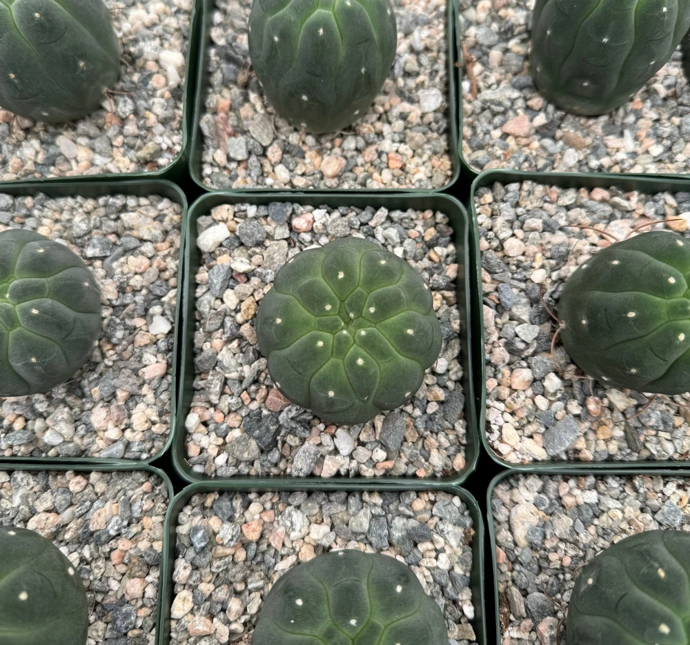 Matucana Madisoniorum Albiflora Rare Cactus Live Plant 4 inch Pot White Flowers - Image 2