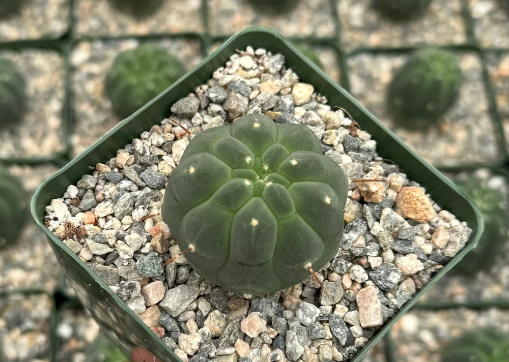 Matucana Madisoniorum Albiflora Rare Cactus Live Plant 4 inch Pot White Flowers - Image 3