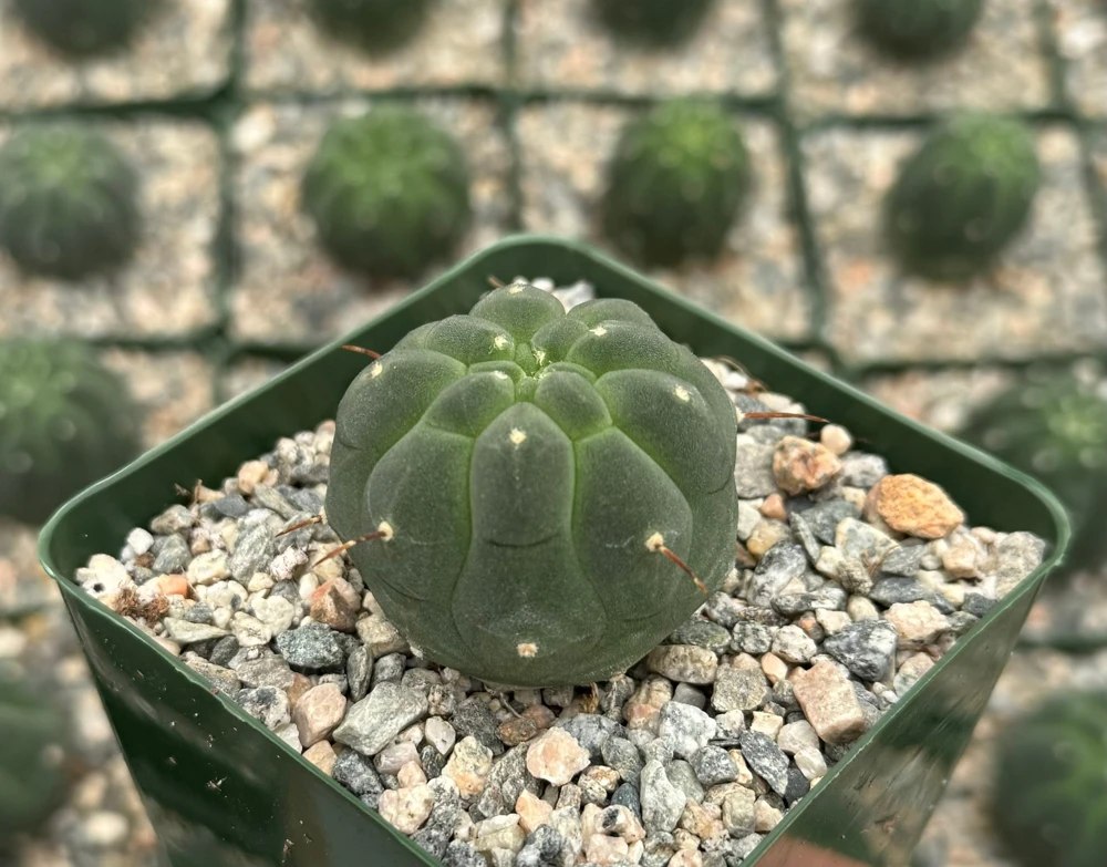 Matucana Madisoniorum Albiflora Rare Cactus Live Plant 4 inch Pot White Flowers - Image 4