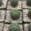 Matucana Madisoniorum Albiflora Rare Cactus Live Plant 4 inch Pot White Flowers - Image 1