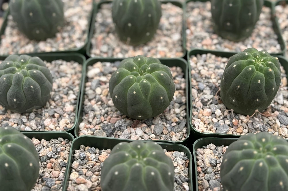 Matucana Madisoniorum Albiflora Rare Cactus Live Plant 4 inch Pot White Flowers - Image 1