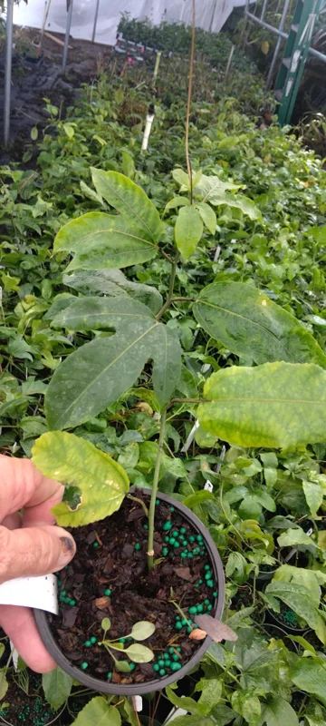 Maypop Passion Flower Live Plant - Passiflora Incarnata - 4in Tall - Cold Hardy Zone 7 - Image 2