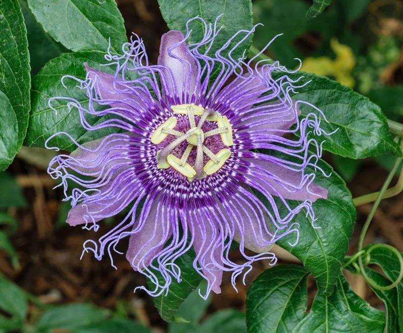 Maypop Passion Flower Live Plant - Passiflora Incarnata - 6-12" Tall Hardy Purple Blooming Vine - Image 2