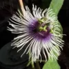 Maypop Passion Flower Live Plant - Passiflora Incarnata - 4 inch Pot - Cold Hardy Zone 7 - Image 1