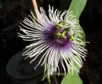 Maypop Passion Flower Live Plant - Passiflora Incarnata - 4 inch Pot - Cold Hardy Zone 7 - Image 1