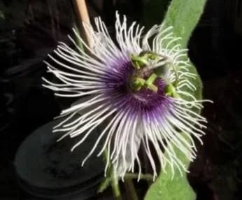 Maypop Passion Flower Live Plant - Passiflora Incarnata - 4in Tall - Cold Hardy Zone 7 - Image 1