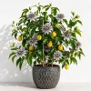 Maypop Passion Flower Live Plant - Passiflora Incarnata Vine, 4-6 inches Tall, Perennial - Image 1