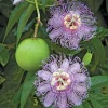 Maypop Passion Flower Live Plant - Passiflora Incarnata - 6-12" Tall Hardy Purple Blooming Vine - Image 1