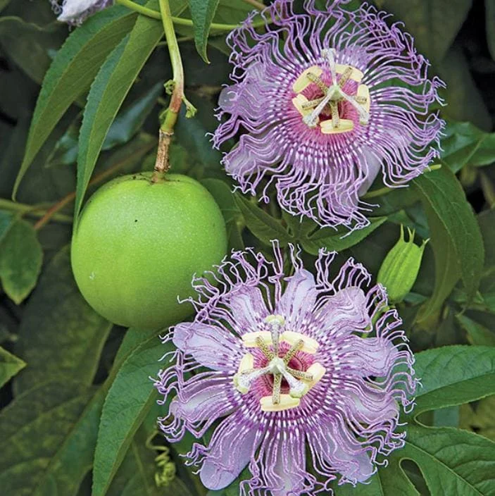 Maypop Passion Flower Live Plant - Passiflora Incarnata - 6-12" Tall Hardy Purple Blooming Vine - Image 1
