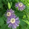Maypop Passion Flower Live Plant - Passiflora Incarnata Vine, 6-12 inches tall, Purple Blooms, Edible Fruit, Outdoor - Image 1