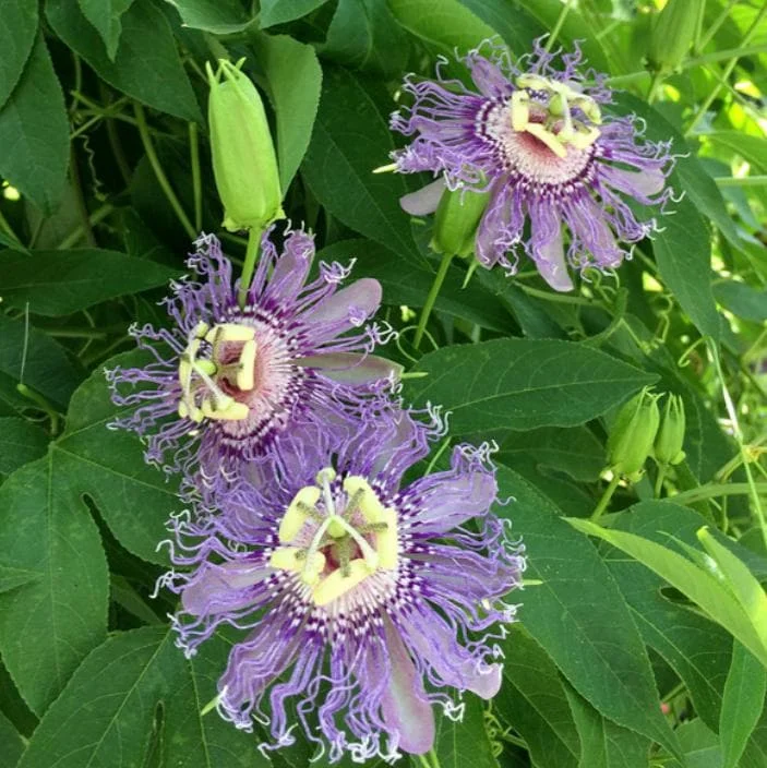 Maypop Passion Flower Live Plant - Passiflora Incarnata Vine, 6-12 inches tall, Purple Blooms, Edible Fruit, Outdoor - Image 1