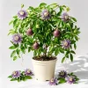 Maypop Passion Flower Live Plant - Purple Passionflower Vine, 4-6 Inch Tall - Image 1