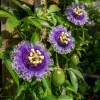 Maypop Passion Vine Plant Live - Passiflora Incarnata, 4-6 Inch Tall, Outdoor Climbing Flower - Image 1