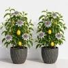 Maypop Passionflower Live Plant - Pack of 2 Passiflora Incarnata, 4-6 inch Tall Vine - Image 1