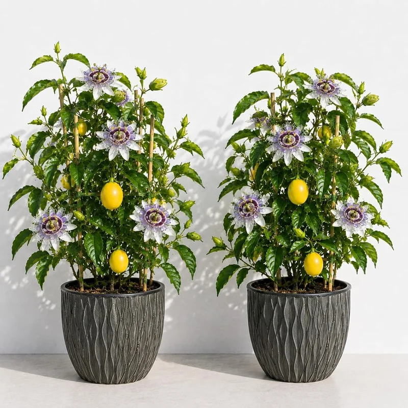 Maypop Passionflower Live Plant - Pack of 2 Passiflora Incarnata, 4-6 inch Tall Vine - Image 1