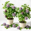 Maypop Passionflower Vine Live Plants - Set of 2 Passiflora Incarnata, Purple Blooms, 4-6 Inch Tall, Perennial Outdoor - Image 1