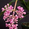 Medinilla Myriantha Live Plant – Malaysian Grapes – 4 inch Pot – Indoor Tropical - Cannot ship to CA - Image 1