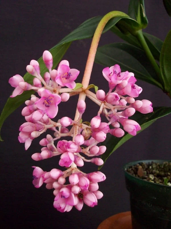 Medinilla Myriantha Live Plant – Malaysian Grapes – 4 inch Pot – Indoor Tropical - Cannot ship to CA - Image 1
