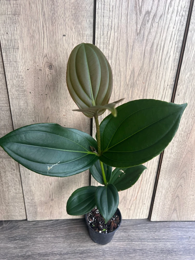Medinilla Myriantha Live Plant – Malaysian Grapes – 4 inch Pot – Indoor Tropical - Cannot ship to CA - Image 2