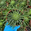 Medusa's Head Plant (Euphorbia Flanaganii) Live Succulent - 4 or 6 inch Pot - Image 1